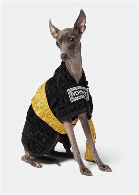 versace dog bathrobe